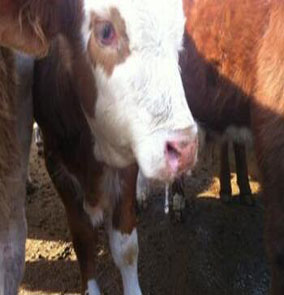 牛口蹄疫癥狀圖片有哪些？