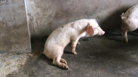 豬高熱病癥狀圖片有哪些？