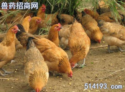 雞呼吸道病用什么藥治療好?