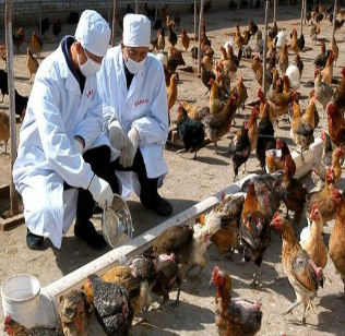 雞拉稀怎么治療？吃什么藥好？