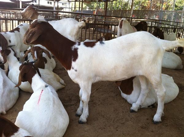 波爾山羊的優(yōu)缺點及價格