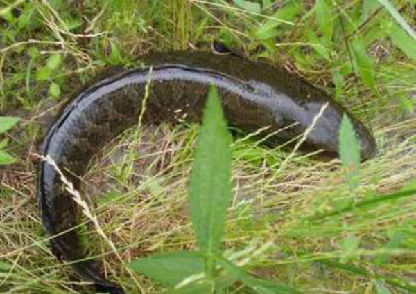 黑魚價格多少錢一斤？野生黑魚多少錢一斤？