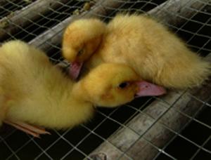 鴨軟腳病什么原因?鴨軟腳病怎么治療?