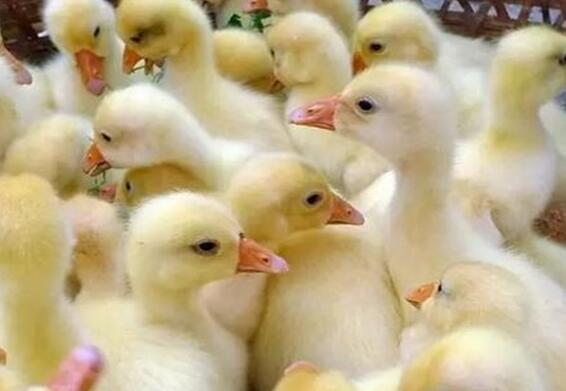 雛鴨怎么喂養?養雛鴨應注意哪些問題？