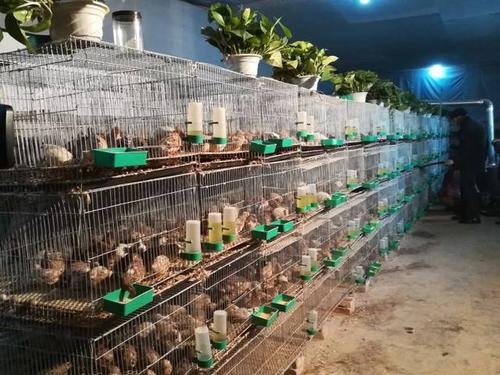 蘆丁雞價格多少錢一只？蘆丁雞壽命是多少年？